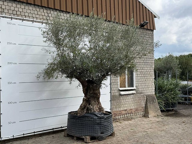 Olijfboom bonsai xl - olea europaea - ca. 150 jaar oud - hoogte ca. 280 cm - afbeelding 4 van  7