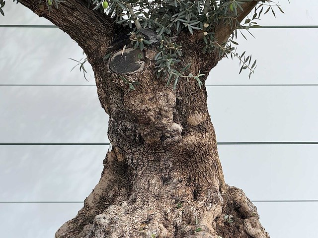 Olijfboom bonsai xl - olea europaea - ca. 150 jaar oud - hoogte ca. 280 cm - afbeelding 5 van  7