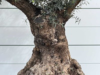 Olijfboom bonsai xl - olea europaea - ca. 150 jaar oud - hoogte ca. 280 cm - afbeelding 5 van  7