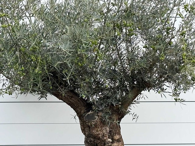 Olijfboom bonsai xl - olea europaea - ca. 150 jaar oud - hoogte ca. 280 cm - afbeelding 6 van  7