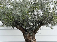 Olijfboom bonsai xl - olea europaea - ca. 150 jaar oud - hoogte ca. 280 cm - afbeelding 6 van  7