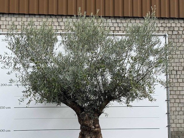 Olijfboom bonsai xl - olea europaea - ca. 150 jaar oud - hoogte ca. 280 cm - afbeelding 7 van  7