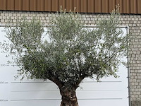 Olijfboom bonsai xl - olea europaea - ca. 150 jaar oud - hoogte ca. 280 cm - afbeelding 7 van  7