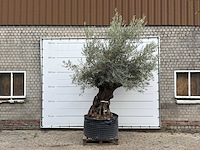 Olijfboom bonsai xl - olea europaea - ca. 150 jaar oud - hoogte ca. 280 cm