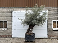 Olijfboom bonsai xl - olea europaea - ca. 150 jaar oud - hoogte ca. 280 cm - afbeelding 2 van  6