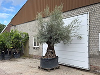 Olijfboom bonsai xl - olea europaea - ca. 150 jaar oud - hoogte ca. 280 cm - afbeelding 3 van  6