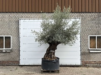 Olijfboom bonsai xl - olea europaea - ca. 150 jaar oud - hoogte ca. 280 cm - afbeelding 4 van  6