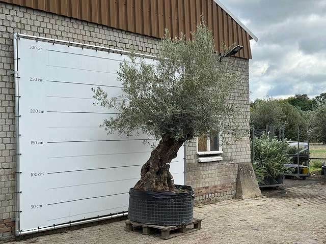 Olijfboom bonsai xl - olea europaea - ca. 150 jaar oud - hoogte ca. 280 cm - afbeelding 5 van  6