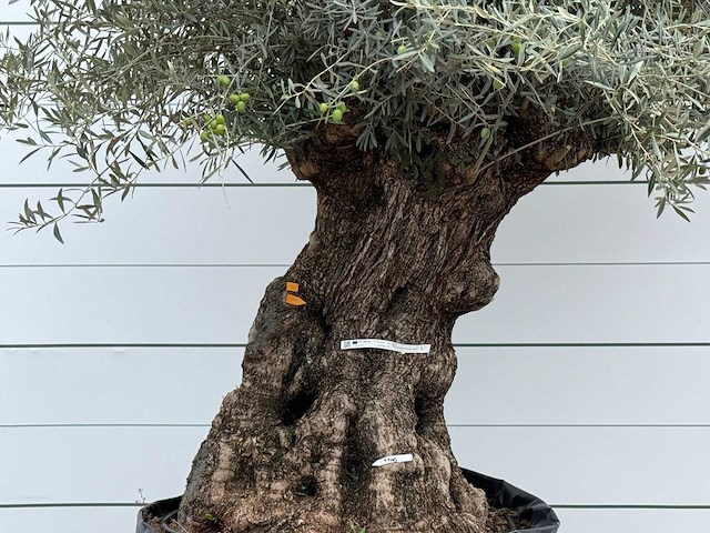 Olijfboom bonsai xl - olea europaea - ca. 150 jaar oud - hoogte ca. 280 cm - afbeelding 6 van  6