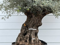 Olijfboom bonsai xl - olea europaea - ca. 150 jaar oud - hoogte ca. 280 cm - afbeelding 6 van  6