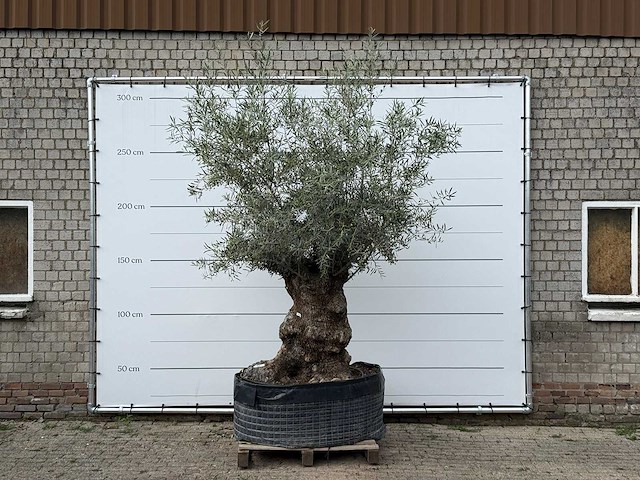 Olijfboom bonsai xl - olea europaea - ca. 150 jaar oud - hoogte ca. 280 cm - afbeelding 1 van  6
