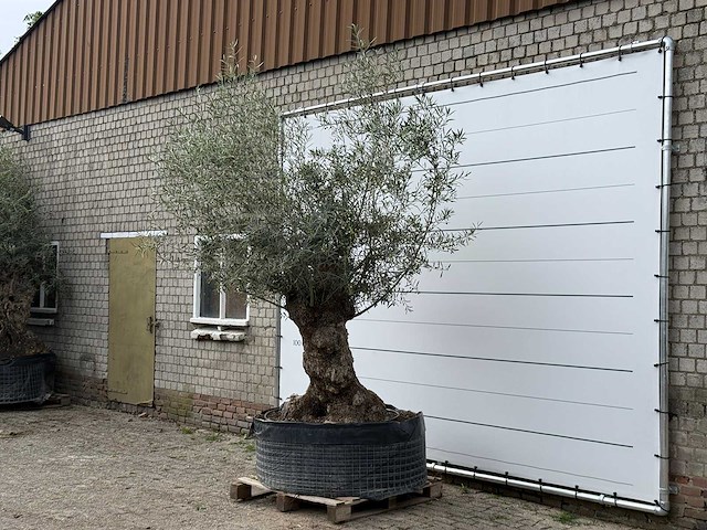 Olijfboom bonsai xl - olea europaea - ca. 150 jaar oud - hoogte ca. 280 cm - afbeelding 3 van  6