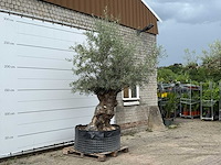 Olijfboom bonsai xl - olea europaea - ca. 150 jaar oud - hoogte ca. 280 cm - afbeelding 4 van  6
