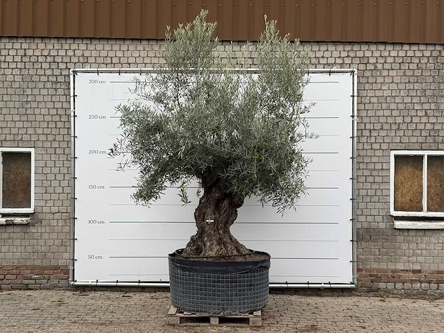 Olijfboom bonsai xl - olea europaea - ca. 150 jaar oud - hoogte ca. 280 cm - afbeelding 1 van  7