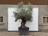 Olijfboom bonsai xl - olea europaea - ca. 150 jaar oud - hoogte ca. 280 cm