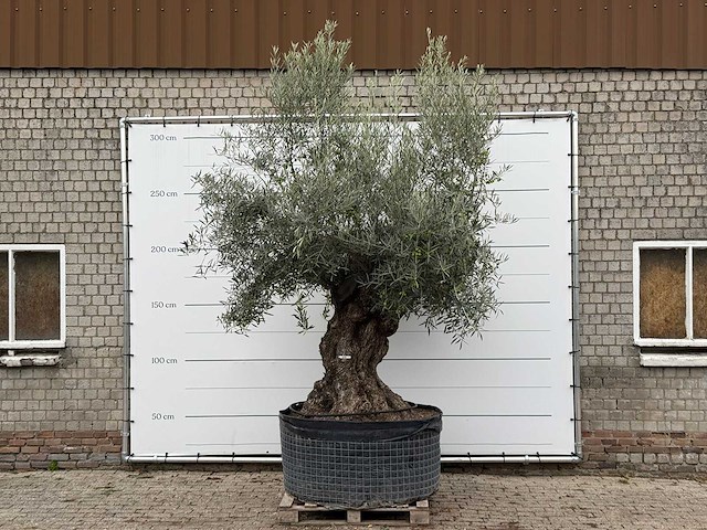 Olijfboom bonsai xl - olea europaea - ca. 150 jaar oud - hoogte ca. 280 cm - afbeelding 2 van  7