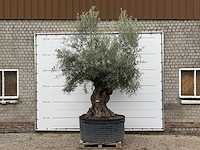 Olijfboom bonsai xl - olea europaea - ca. 150 jaar oud - hoogte ca. 280 cm - afbeelding 2 van  7