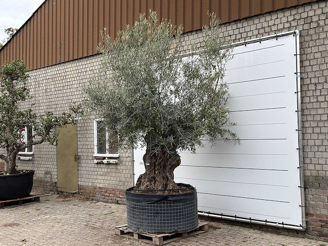 Olijfboom bonsai xl - olea europaea - ca. 150 jaar oud - hoogte ca. 280 cm - afbeelding 3 van  7