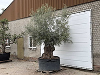 Olijfboom bonsai xl - olea europaea - ca. 150 jaar oud - hoogte ca. 280 cm - afbeelding 3 van  7