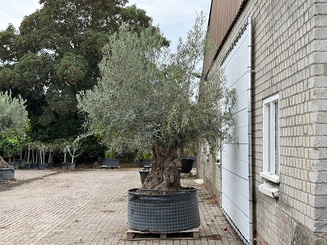 Olijfboom bonsai xl - olea europaea - ca. 150 jaar oud - hoogte ca. 280 cm - afbeelding 4 van  7