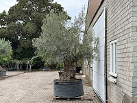Olijfboom bonsai xl - olea europaea - ca. 150 jaar oud - hoogte ca. 280 cm - afbeelding 4 van  7