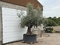 Olijfboom bonsai xl - olea europaea - ca. 150 jaar oud - hoogte ca. 280 cm - afbeelding 5 van  7