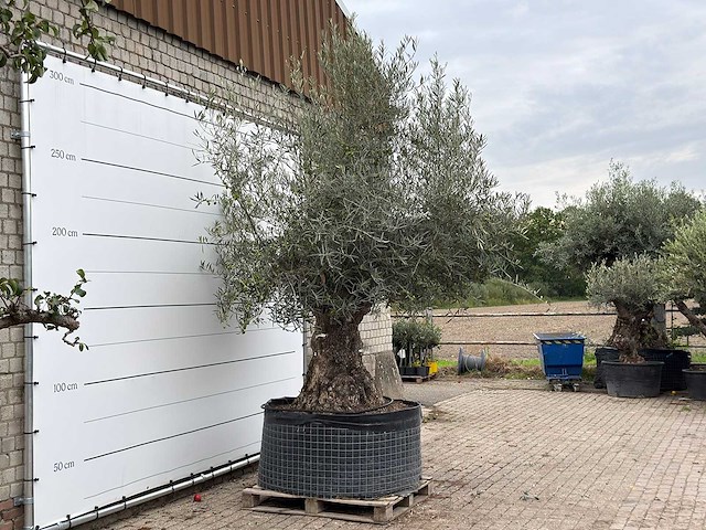 Olijfboom bonsai xl - olea europaea - ca. 150 jaar oud - hoogte ca. 280 cm - afbeelding 6 van  7