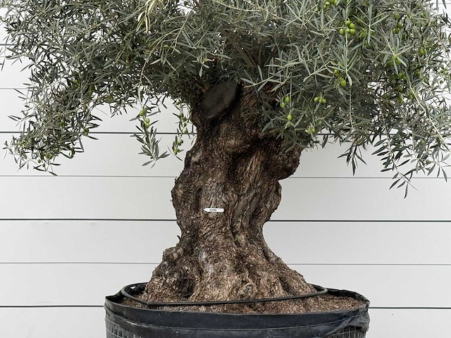 Olijfboom bonsai xl - olea europaea - ca. 150 jaar oud - hoogte ca. 280 cm - afbeelding 7 van  7