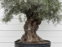 Olijfboom bonsai xl - olea europaea - ca. 150 jaar oud - hoogte ca. 280 cm - afbeelding 7 van  7