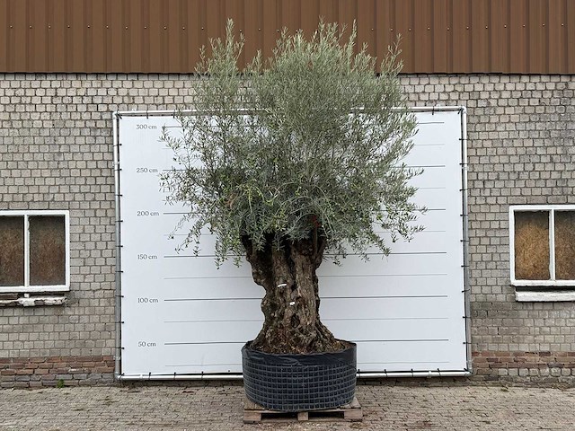 Olijfboom bonsai xl - olea europaea - ca. 150 jaar oud - hoogte ca. 280 cm - afbeelding 1 van  6