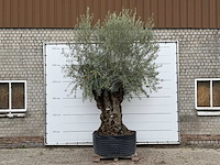 Olijfboom bonsai xl - olea europaea - ca. 150 jaar oud - hoogte ca. 280 cm