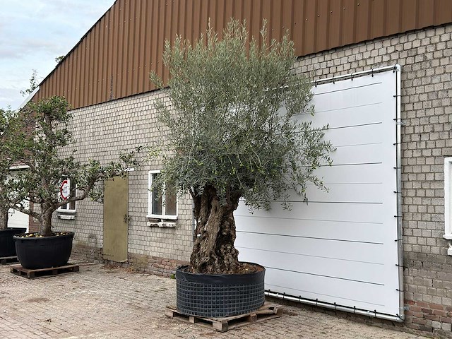 Olijfboom bonsai xl - olea europaea - ca. 150 jaar oud - hoogte ca. 280 cm - afbeelding 2 van  6