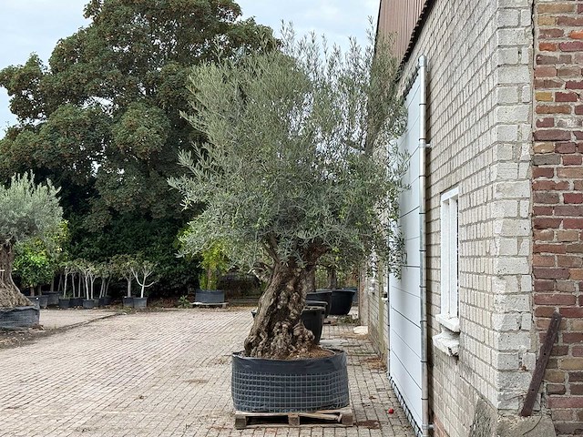 Olijfboom bonsai xl - olea europaea - ca. 150 jaar oud - hoogte ca. 280 cm - afbeelding 3 van  6