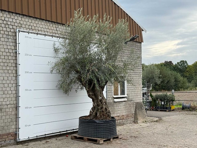 Olijfboom bonsai xl - olea europaea - ca. 150 jaar oud - hoogte ca. 280 cm - afbeelding 4 van  6