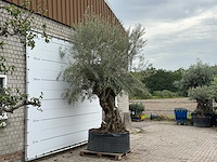 Olijfboom bonsai xl - olea europaea - ca. 150 jaar oud - hoogte ca. 280 cm - afbeelding 5 van  6