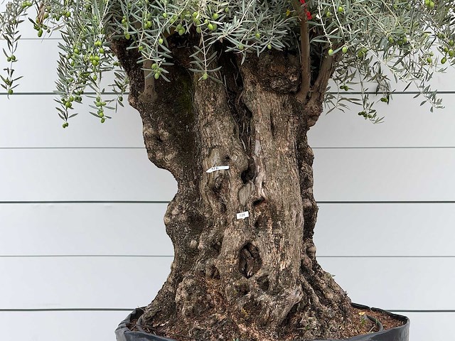 Olijfboom bonsai xl - olea europaea - ca. 150 jaar oud - hoogte ca. 280 cm - afbeelding 6 van  6