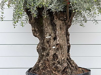 Olijfboom bonsai xl - olea europaea - ca. 150 jaar oud - hoogte ca. 280 cm - afbeelding 6 van  6