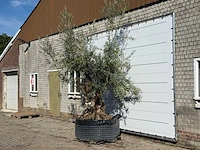 Olijfboom bonsai xl - olea europaea - ca. 150 jaar oud - hoogte ca. 280 cm - afbeelding 2 van  3