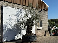 Olijfboom bonsai xl - olea europaea - ca. 150 jaar oud - hoogte ca. 280 cm - afbeelding 3 van  3