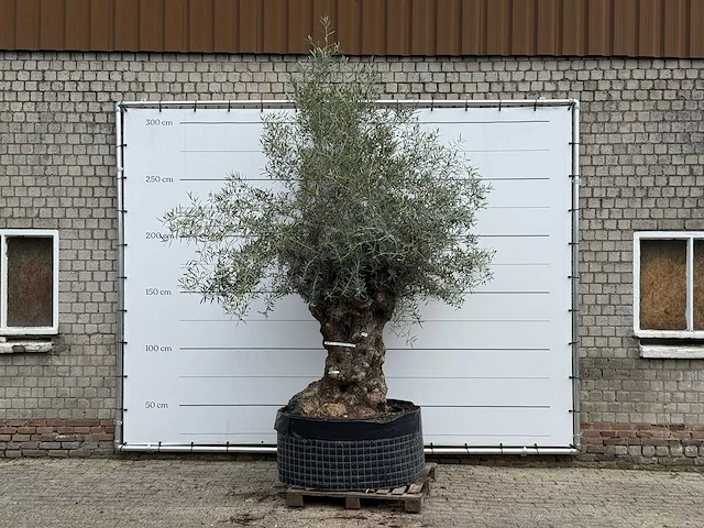 Olijfboom bonsai xl - olea europaea - ca. 150 jaar oud - hoogte ca. 280 cm - afbeelding 1 van  5