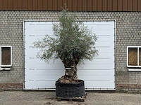 Olijfboom bonsai xl - olea europaea - ca. 150 jaar oud - hoogte ca. 280 cm