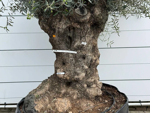 Olijfboom bonsai xl - olea europaea - ca. 150 jaar oud - hoogte ca. 280 cm - afbeelding 3 van  5