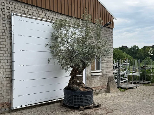 Olijfboom bonsai xl - olea europaea - ca. 150 jaar oud - hoogte ca. 280 cm - afbeelding 5 van  5