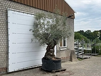 Olijfboom bonsai xl - olea europaea - ca. 150 jaar oud - hoogte ca. 280 cm - afbeelding 5 van  5