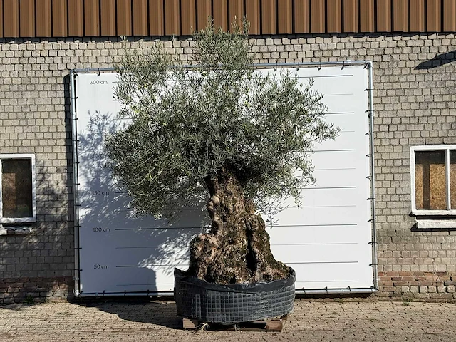 Olijfboom bonsai xl - olea europaea - ca. 150 jaar oud - hoogte ca. 280 cm - afbeelding 1 van  7