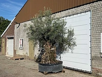 Olijfboom bonsai xl - olea europaea - ca. 150 jaar oud - hoogte ca. 280 cm - afbeelding 2 van  7