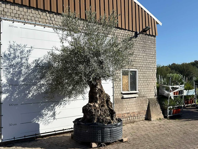 Olijfboom bonsai xl - olea europaea - ca. 150 jaar oud - hoogte ca. 280 cm - afbeelding 3 van  7