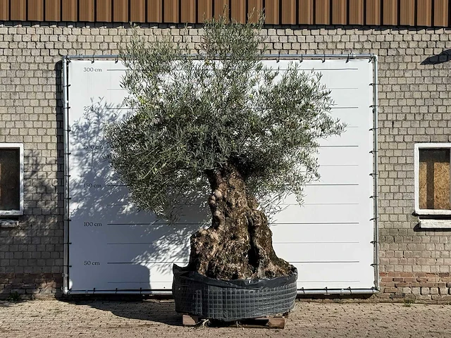 Olijfboom bonsai xl - olea europaea - ca. 150 jaar oud - hoogte ca. 280 cm - afbeelding 4 van  7