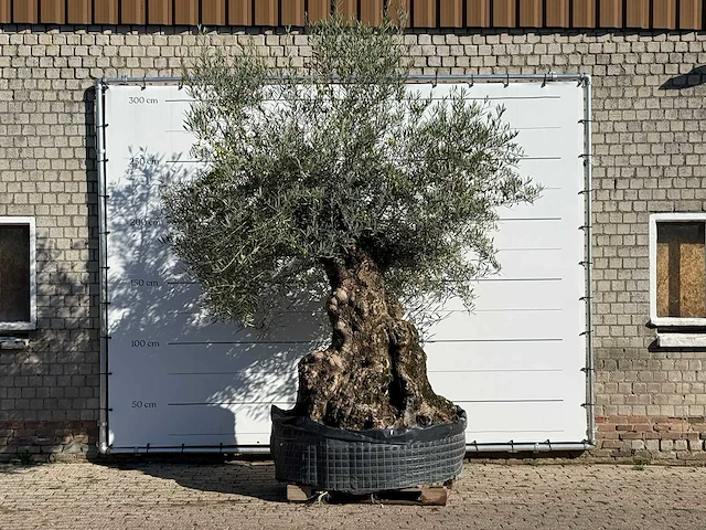 Olijfboom bonsai xl - olea europaea - ca. 150 jaar oud - hoogte ca. 280 cm - afbeelding 5 van  7
