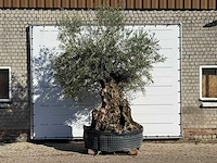 Olijfboom bonsai xl - olea europaea - ca. 150 jaar oud - hoogte ca. 280 cm - afbeelding 5 van  7